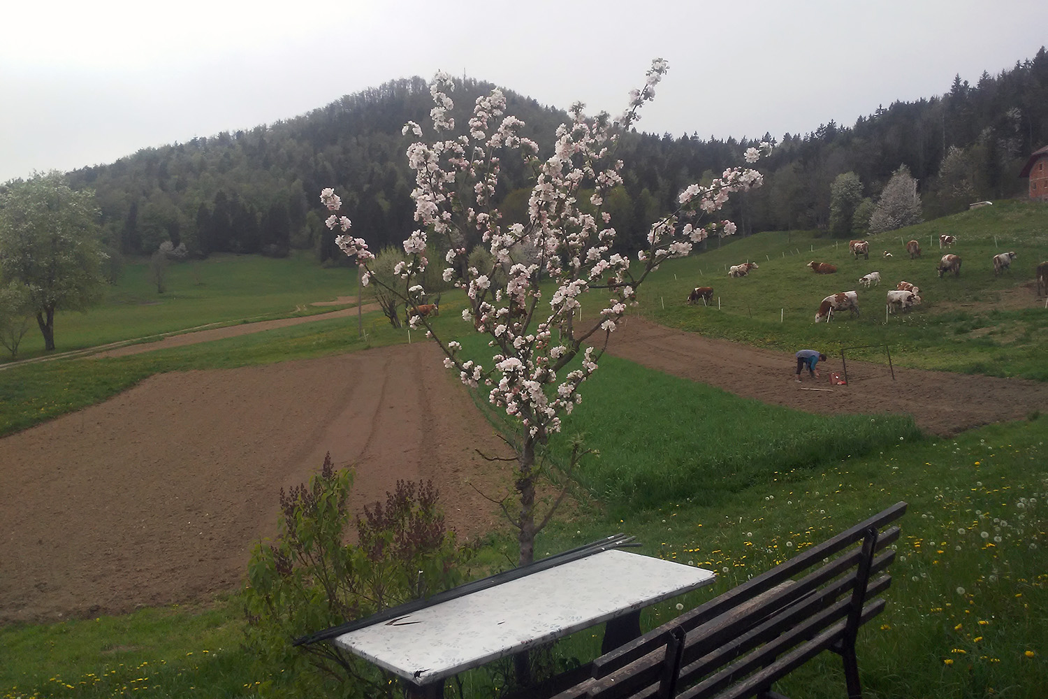 Tradicionalna žetev 2022<br>