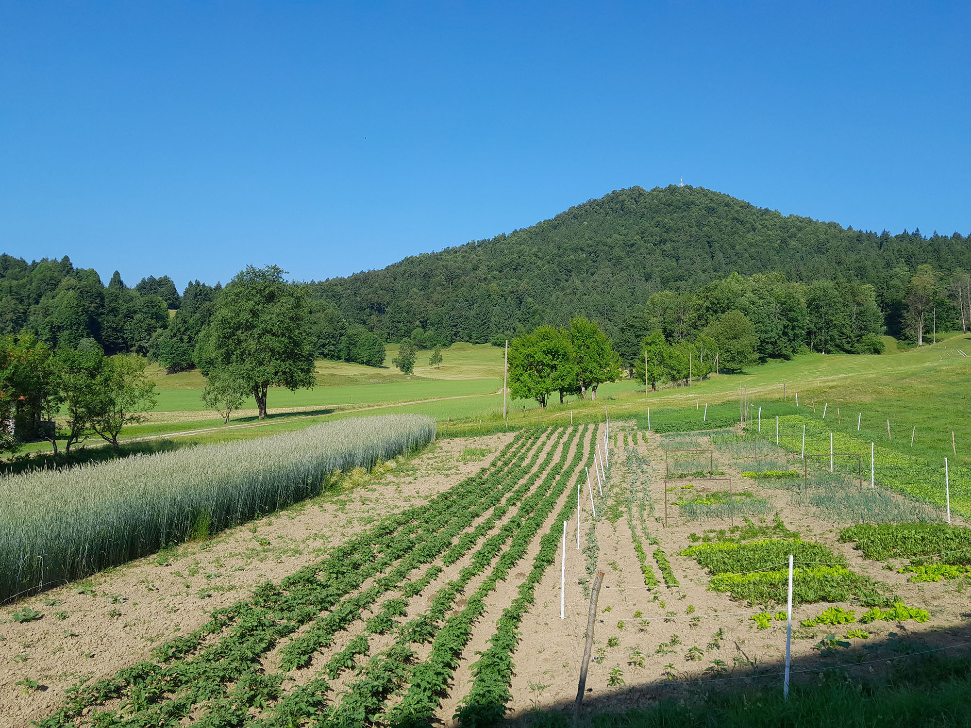 gallery/zelenjavni_vrt_2025/20250614_085127.jpg