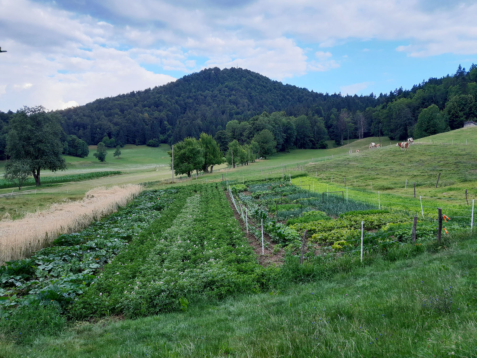 gallery/zelenjavni_vrt_2025/20250711_071554.jpg